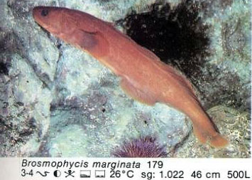 Brosmophycis marginata